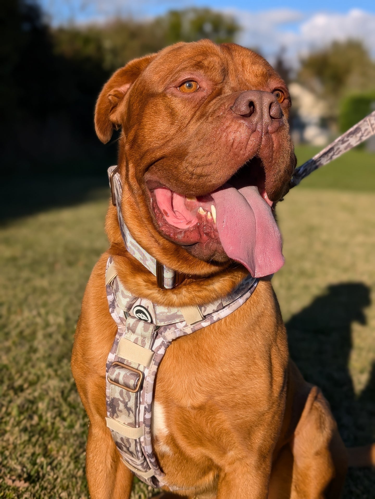 Tucker&Co London Camo Desert Ultimate Comfort Harness